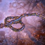 Ebola et organoïdes: impact sur le système digestif Ebola et organoïdes: impact sur le système digestif