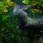 Apparition de l’Audition et de l’Odorat chez Mammifères Apparition de l'Audition et de l'Odorat chez Mammifères