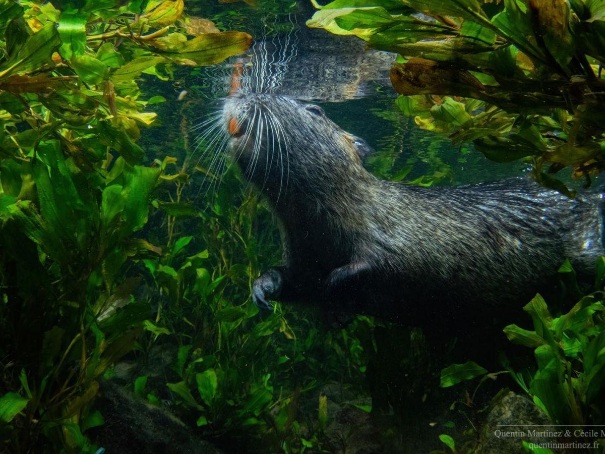 Apparition de l'Audition et de l'Odorat chez Mammifères Apparition de l'Audition et de l'Odorat chez Mammifères