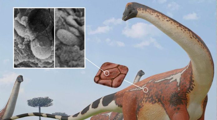 Sauropodes: Dinosaures Géants aux Couleurs Variées Sauropodes: Dinosaures Géants aux Couleurs Variées