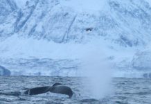 Prélever l’Haleine des Baleines par Drone pour Évaluer Santé Prélever l'Haleine des Baleines par Drone pour Évaluer Santé