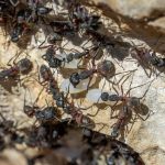 Chez Les Fourmis, La Quantité Prime Sur La Qualité Chez Les Fourmis, La Quantité Prime Sur La Qualité