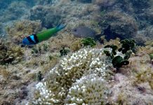 Récifs coralliens des Caraïbes réduits de moitié depuis 1980 Récifs coralliens des Caraïbes réduits de moitié depuis 1980