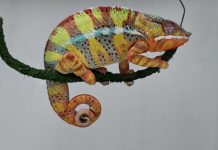 Rythme Cérébral Ultra-Lent Identifié Chez Plusieurs Espèces Rythme Cérébral Ultra-Lent Identifié Chez Plusieurs Espèces