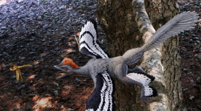 Mue du dinosaure à plumes et incapacité à voler Mue du dinosaure à plumes et incapacité à voler