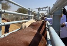 Lancement De La Campagne De Vaccination Du Bétail Lancement De La Campagne De Vaccination Du Bétail