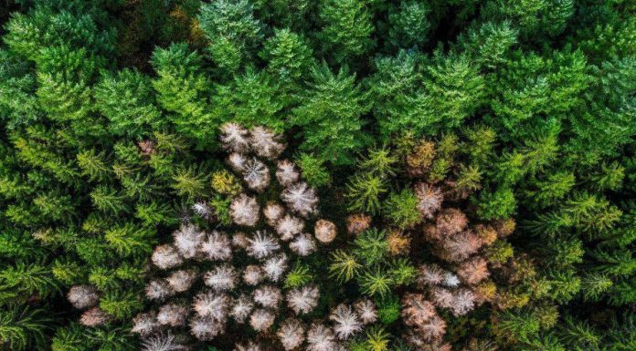 La Forêt Doit Se Réinventer Face Aux Maladies La Forêt Doit Se Réinventer Face Aux Maladies