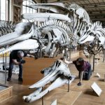Fossiles et Squelettes Déménagent au Muséum d’Histoire Naturelle Fossiles et Squelettes Déménagent au Muséum d'Histoire Naturelle
