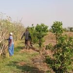 Salamat: Haie Vive, Pratique Agricole Durable Salamat: Haie Vive, Pratique Agricole Durable