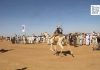 Courses De Dromadaires Au FISCA Récompensent Vainqueurs Courses De Dromadaires Au FISCA Récompensent Vainqueurs