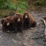 Reconnaissance des ours bruns d’Alaska par IA Reconnaissance des ours bruns d'Alaska par IA