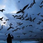 Bruit et Impact sur la Reproduction des Oiseaux Bruit et Impact sur la Reproduction des Oiseaux