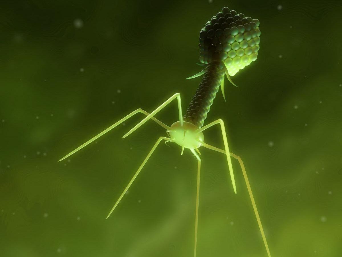 Un Virus Créé Contre l'Antibiorésistance Un Virus Créé Contre l'Antibiorésistance