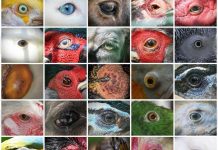 Perception des couleurs chez l’homme et les animaux Perception des couleurs chez l'homme et les animaux