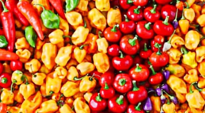 Canicule et consommation modérée de piment recommandée Canicule et consommation modérée de piment recommandée