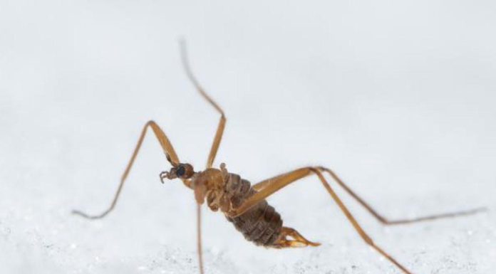 La mouche des neiges est une experte pour affronter le froid La mouche des neiges est une experte pour affronter le froid