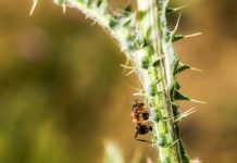 Troisième Foyer de Fourmis Électriques dans le Var Troisième Foyer de Fourmis Électriques dans le Var