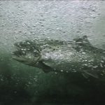 Comportement des saumons sauvages et pollution à la cocaïne Comportement des saumons sauvages et pollution à la cocaïne