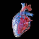 Cancer des tumeurs cardiaques: rareté expliquée Cancer des tumeurs cardiaques: rareté expliquée