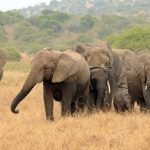 Éléphants d’Afrique: Plus Grand Séquençage de Génome Éléphants d'Afrique: Plus Grand Séquençage de Génome