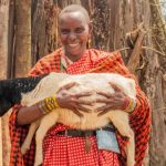 Femmes Massaï: le Fourrage Sauve le Bétail Femmes Massaï: le Fourrage Sauve le Bétail
