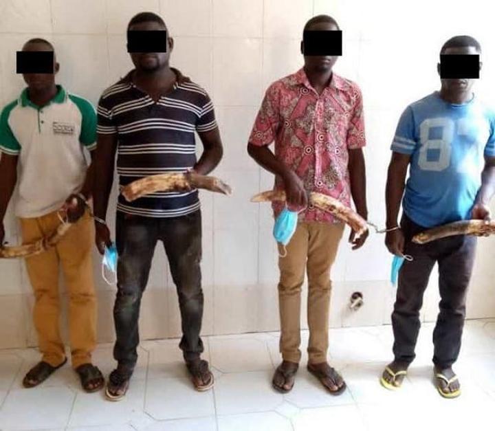 Togo/Trafic d’espèces protégées : 7 trafiquants d’ivoire condamnés