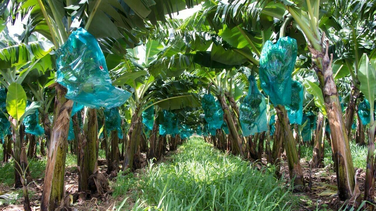 Entre les Antilles et le chlordécone, une ultratoxicité sous l’œil du microscope Entre les Antilles et le chlordécone, une ultratoxicité sous l’œil du microscope