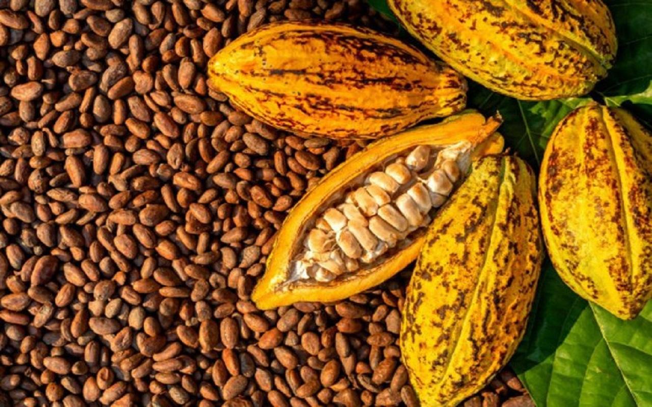 Café-Cacao au Togo : Une légère hausse des prix du kilo
