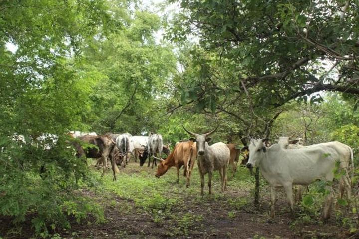 Togo / Transhumance sur fond d’impunité : Pour éviter mort d’homme, de l’urgence pour l’État de légiférer… Togo / Transhumance sur fond d’impunité : Pour éviter mort d’homme, de l’urgence pour l’État de légiférer…