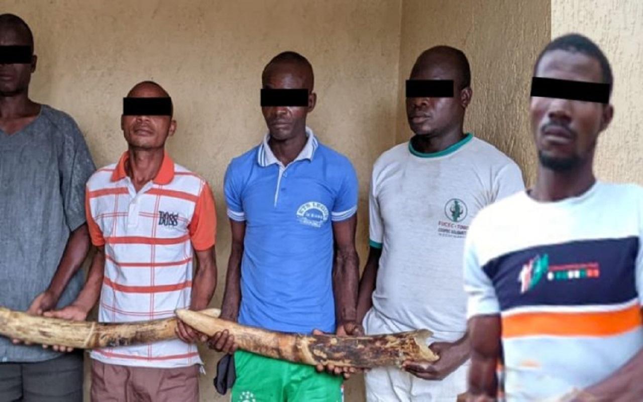 Togo-Trafic d’espèces protégées : 5 trafiquants d’ivoire arrêtés puis déférés à la prison civile de Sokodé Togo-Trafic d’espèces protégées : 5 trafiquants d’ivoire arrêtés puis déférés à la prison civile de Sokodé