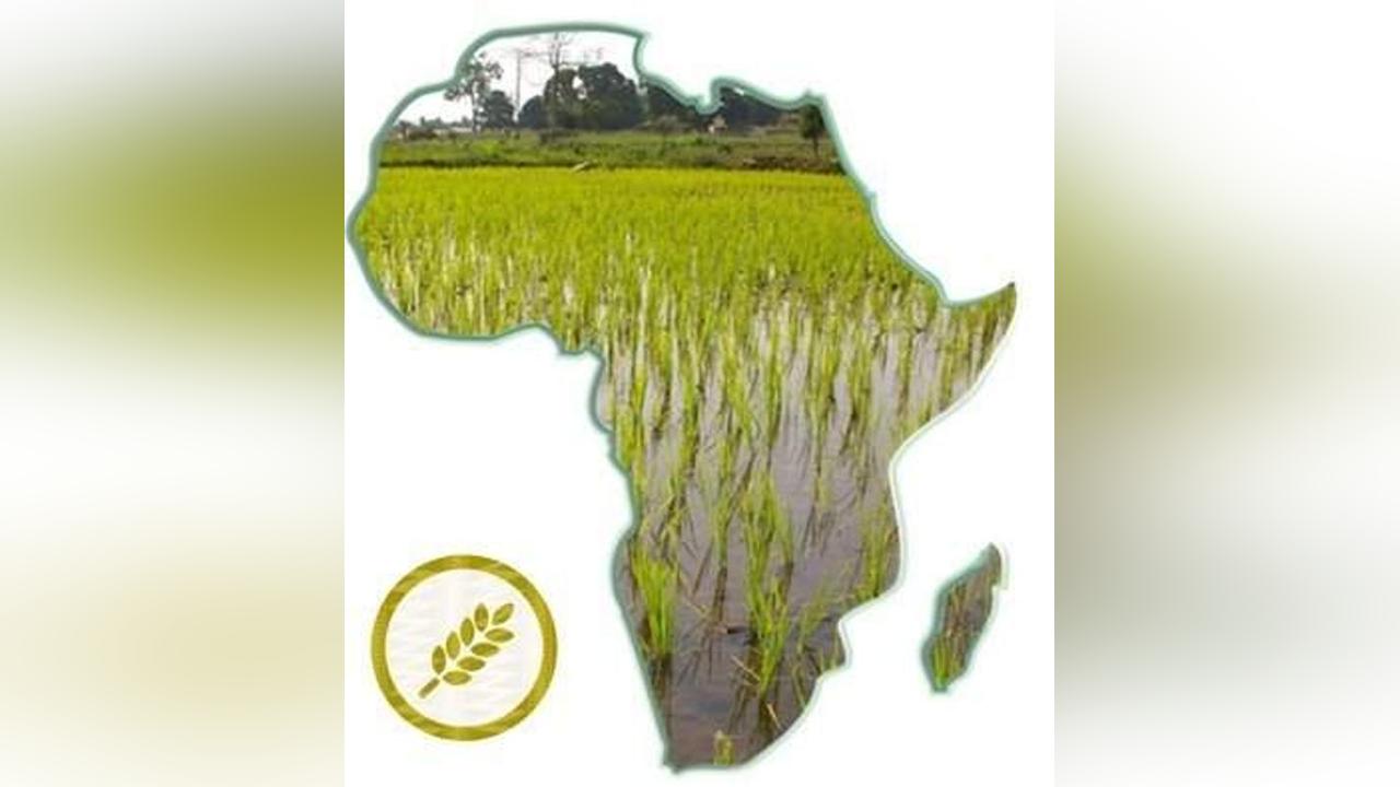 Afrique : la BAD a émis une obligation thématique d’un coût de 100 millions USD pour rendre opérationnelle le projet « Nourrir l’Afrique » jusqu’à 2029