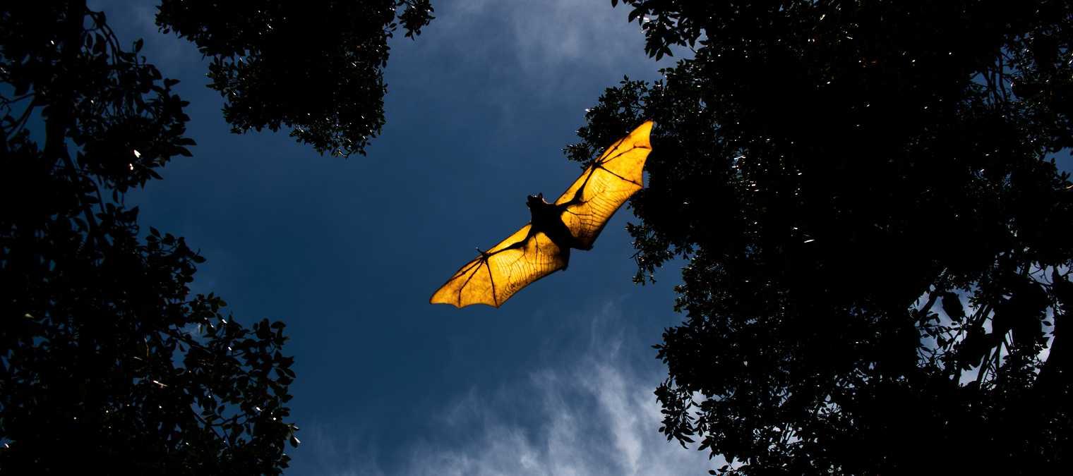 Covid-19 : le rôle des chauves-souris dans l'apparition du virus remis en cause par une étude israélienne Covid-19 : le rôle des chauves-souris dans l'apparition du virus remis en cause par une étude israélienne