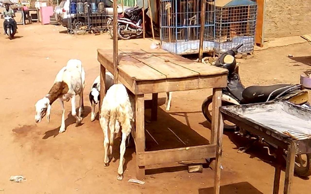Togo-Golfe 1 : Plus d’animaux errants dans les rues