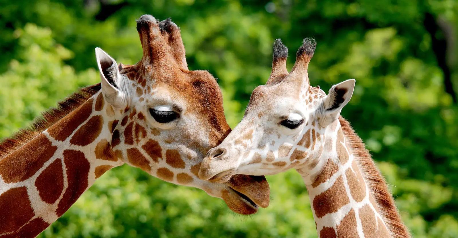 La girafe prend des décisions grâce aux statistiques La girafe prend des décisions grâce aux statistiques