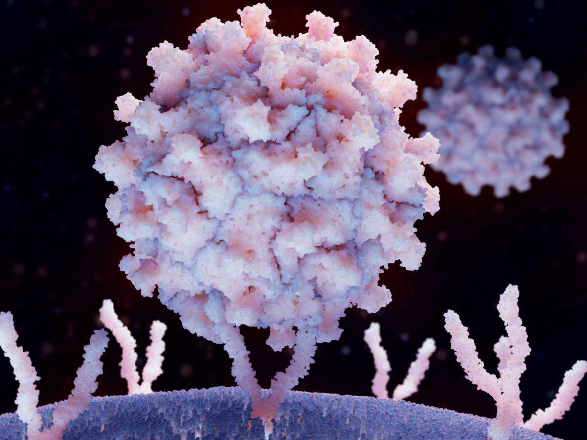 Virus : pourquoi ils détraquent l'immunité Virus : pourquoi ils détraquent l'immunité