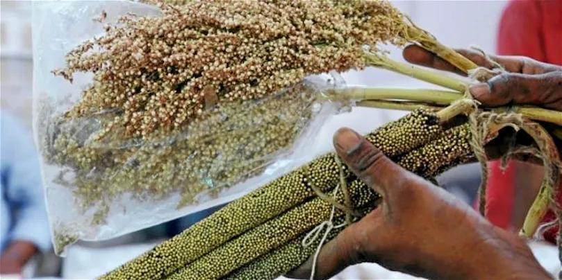 Afrique : le moment opportun pour assurer sa sécurité alimentaire ? Afrique : le moment opportun pour assurer sa sécurité alimentaire ?