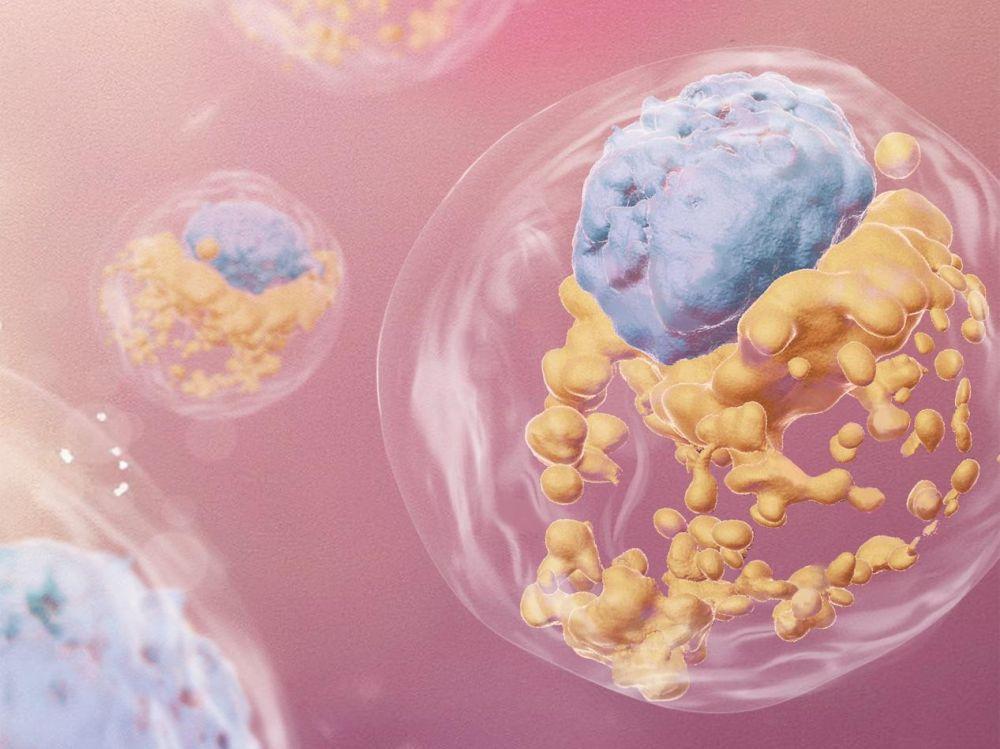 Un embryon synthétique atteint le seuil symbolique des 14 jours : à découvrir en images Un embryon synthétique atteint le seuil symbolique des 14 jours : à découvrir en images