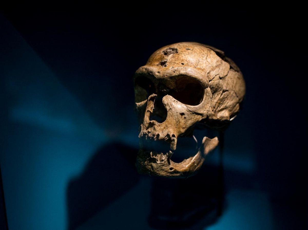 Notre sensibilité à la douleur héritée de Néandertal ? Notre sensibilité à la douleur héritée de Néandertal ?