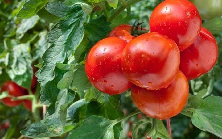 La tomate de contre saison, l’or rouge du nord Togo