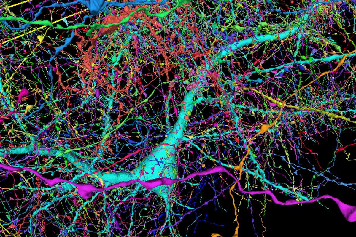 La première reproduction en 3D des synapses et des neurones d’un cerveau humain (Une image révolutionnaire) La première reproduction en 3D des synapses et des neurones d’un cerveau humain (Une image révolutionnaire)