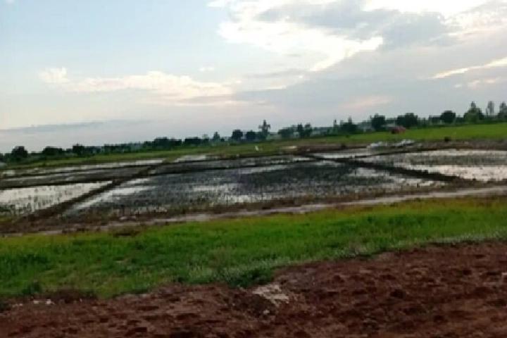 Le « Projet Riziculture à Djagblé », un Véritable Chaos Social, Agricole et Économique Le « Projet Riziculture à Djagblé », un Véritable Chaos Social, Agricole et Économique