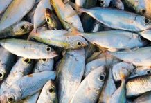 ATC Demande EnquêTes sur Poissons Morts ATC Demande EnquêTes sur Poissons Morts