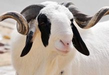 Voici la date de la Tabaski selon les calculs astronomiques Voici la date de la Tabaski selon les calculs astronomiques