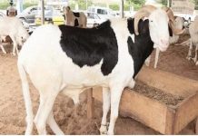 Tabaski Célébrée Au Togo Ce Vendredi 6 Juin Tabaski Célébrée Au Togo Ce Vendredi 6 Juin