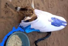 Démocratie Ankylosée, une Bombe à Retardement Démocratie Ankylosée, une Bombe à Retardement