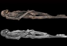 Momie Pazyryk et L’Art Ancien des Tatoueurs Scythes Momie Pazyryk et L'Art Ancien des Tatoueurs Scythes