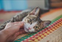 10 Choses que vous ne Savez Peut-être pas sur les Chats 10 Choses que vous ne Savez Peut-être pas sur les Chats