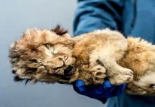 Découverte de Lionceaux des Cavernes en 2015 et 2017 Découverte de Lionceaux des Cavernes en 2015 et 2017