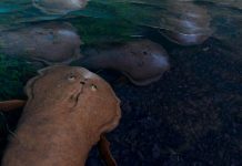 Un Poisson Sans Dents Révolutionne L’Évolution Un Poisson Sans Dents Révolutionne L'Évolution