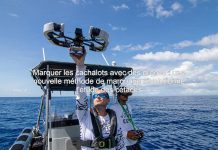 Cachalots et Tapisserie de Bayeux en Actu Scientifique Cachalots et Tapisserie de Bayeux en Actu Scientifique